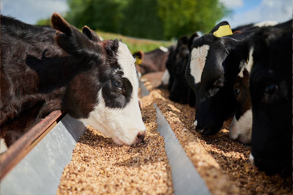 Animal Feeds Packaging - 2