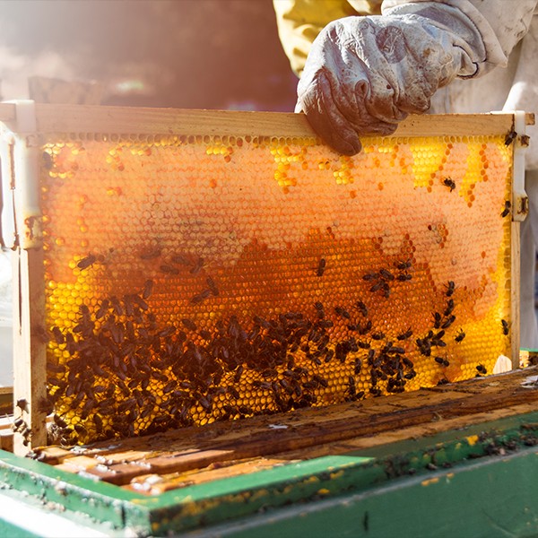 Honey Packaging