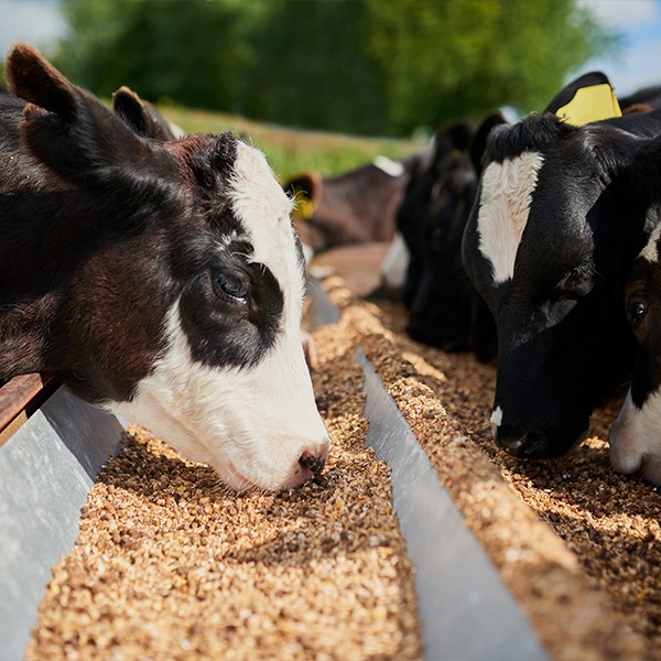 Animal Feeds Packaging